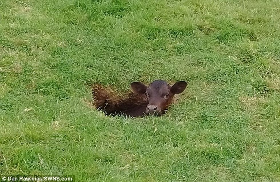 Viçin e zhdukur para nëntë ditësh e gjeti në një vend të pazakonshëm foto 2