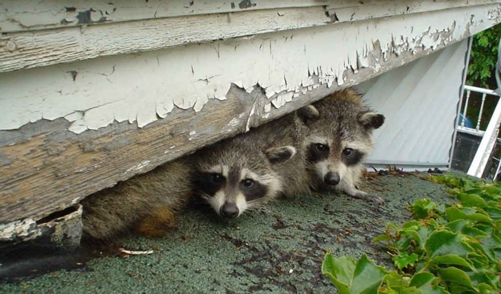 Victoria Wildlife Control The Danger of Raccoon Droppings For Pets
