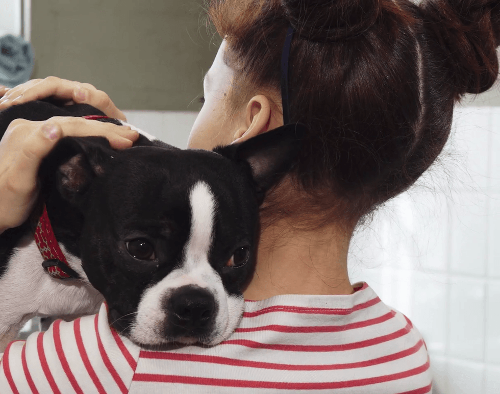 videoblocks close up of a poor little boston terrier puppy looking sad and sick during medical examinati