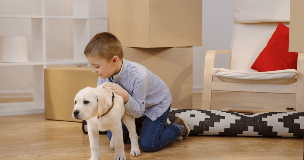 videoblocks cute small boy playing and hugging a labrador puppy among carton boxes with home stuff in the living room of the new apartment indoors sqktr9hdz thumbnail full01
