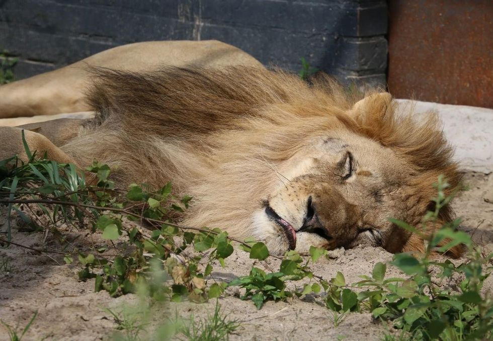 VIER PFOTEN 2019 06 16 104 1