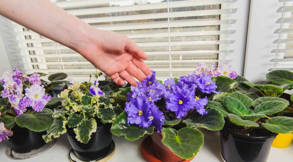 Violets in pots