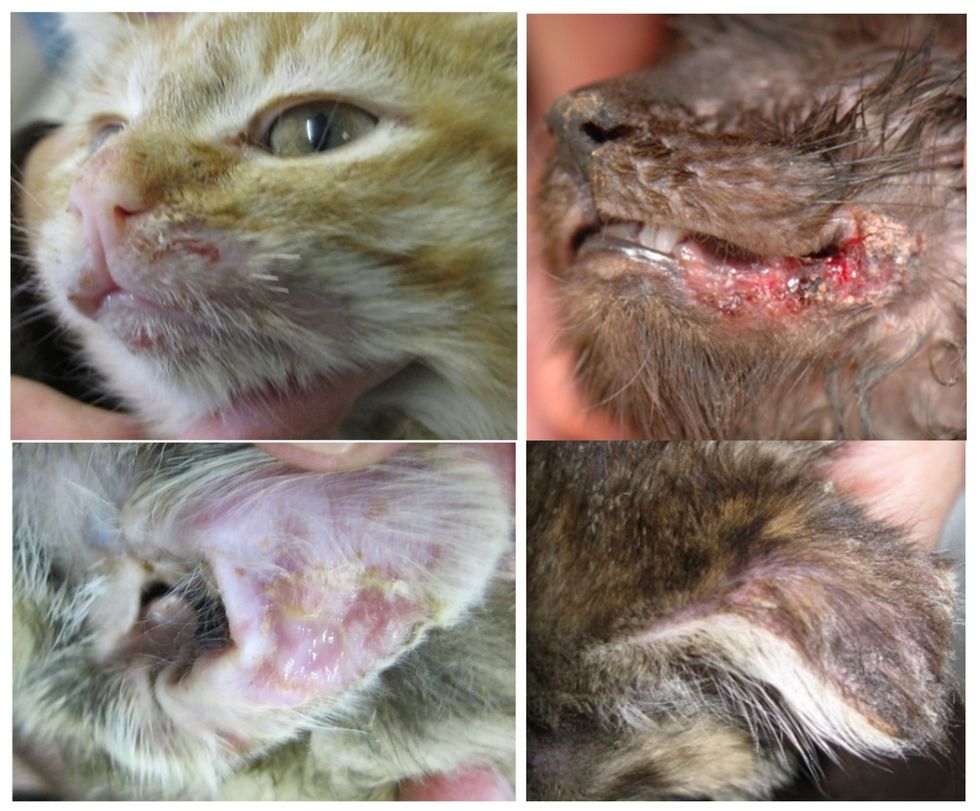 viruses 14 00937 g008