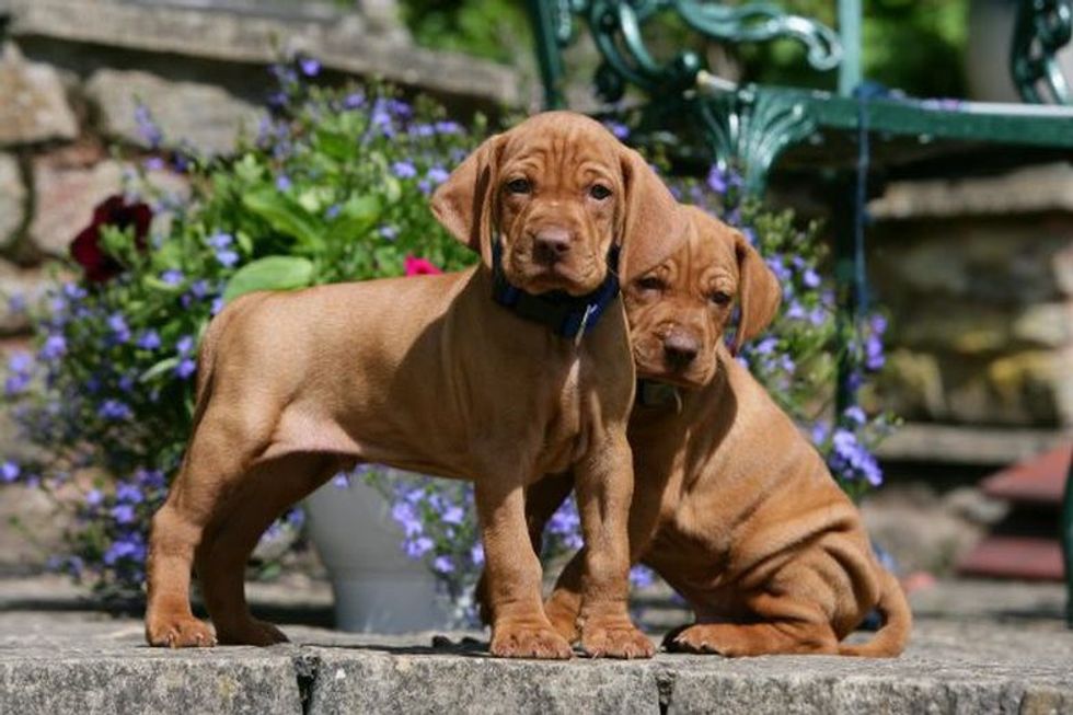 Vizsla