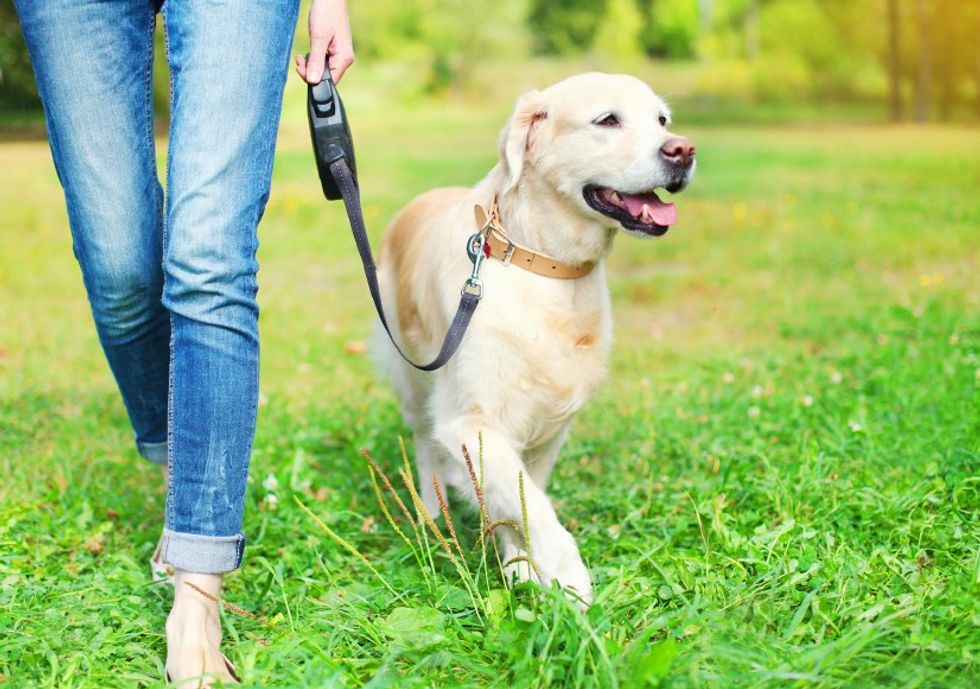 Walking Dog at Park iStock 000085361853 Small