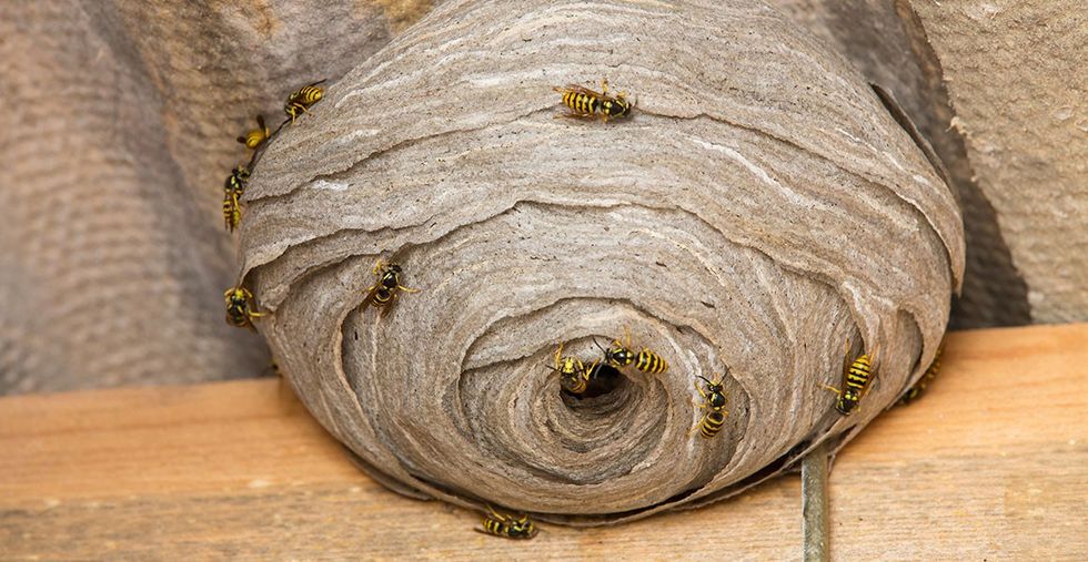 wasp nest full width