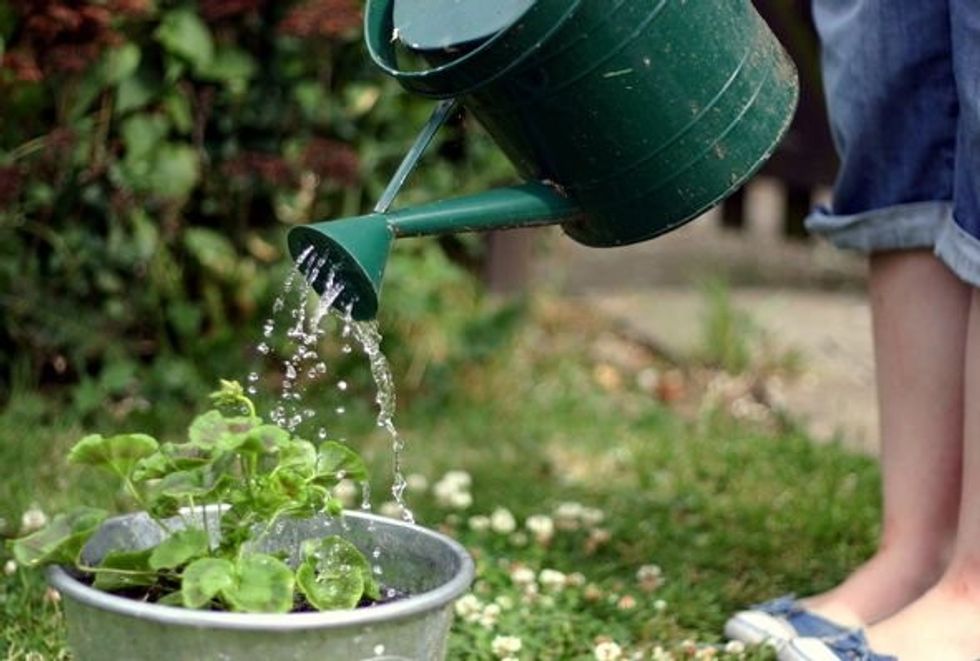 watering plants when to water plants 3024680