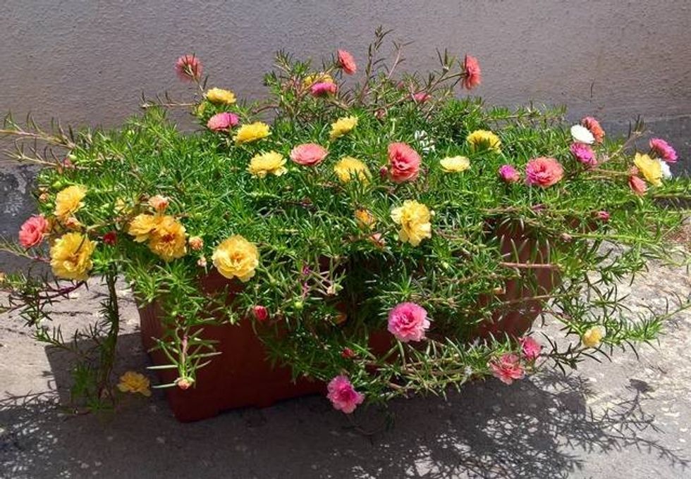 web1 2 Portulaca Grandiflora en.wikipedia.org