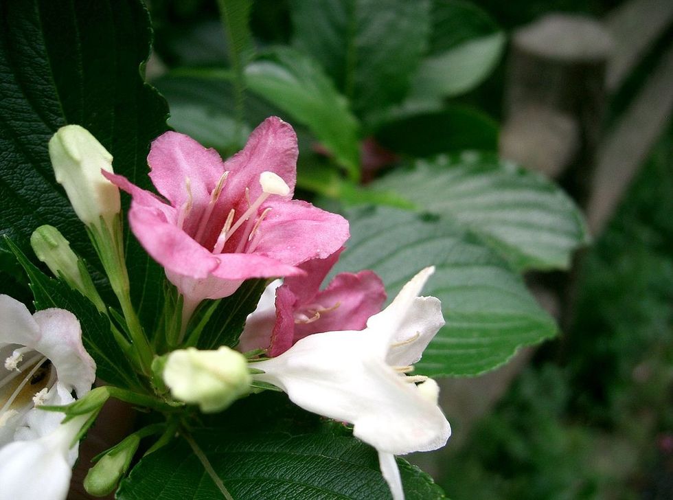 Weigela coraeensis6