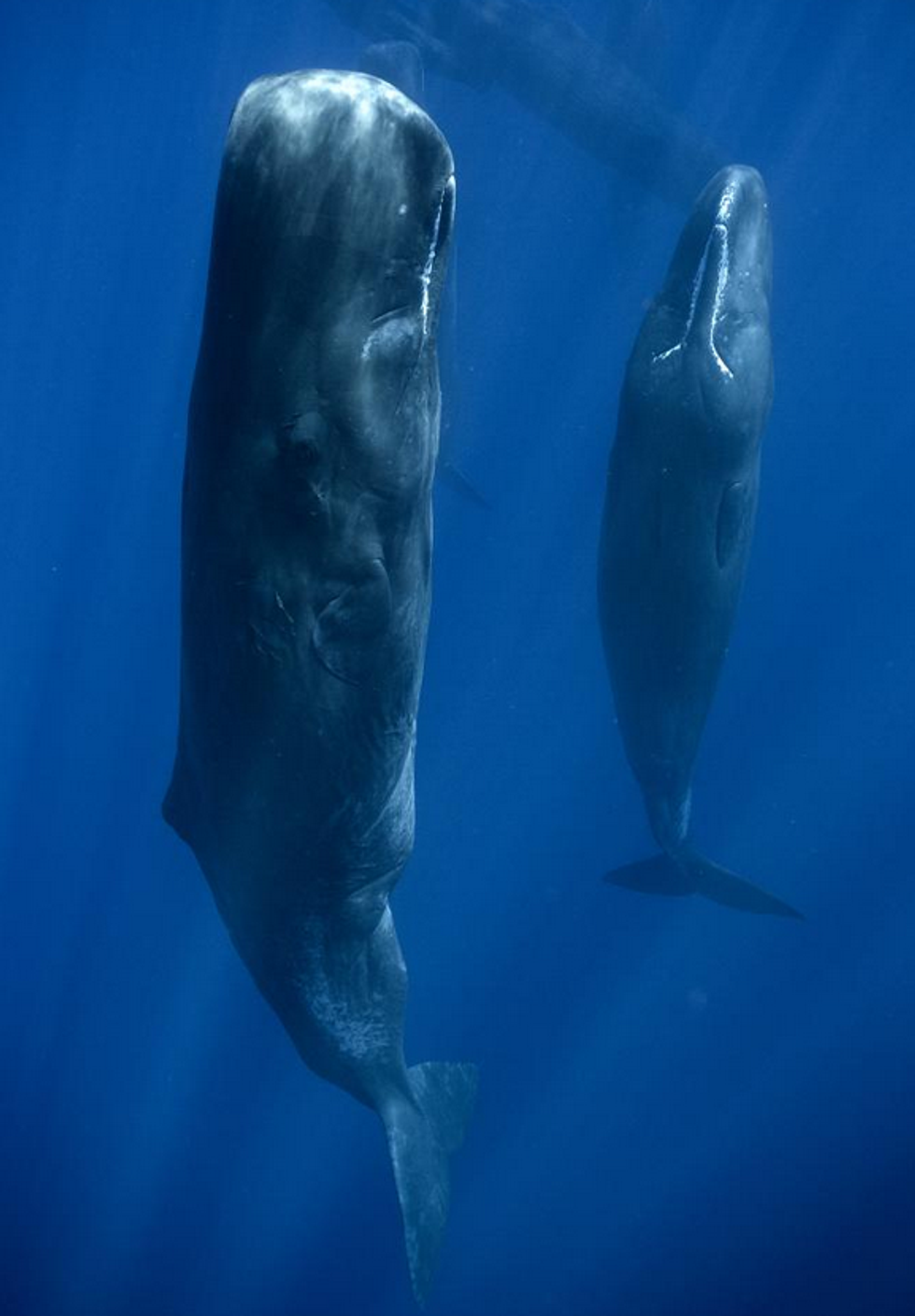 Whale 3 e1607067269576