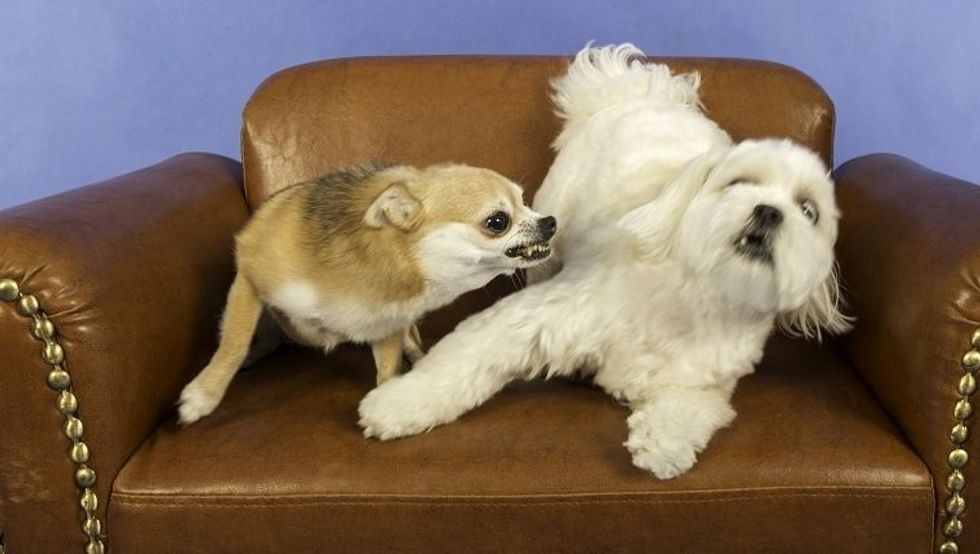 what dog growls mean 1