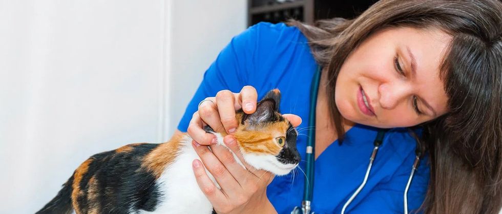 whattodoifcatvomiting edited