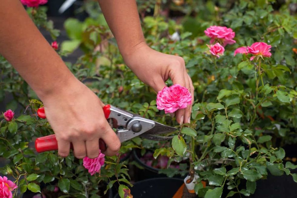 When to prune roses The winter gardening jobs you might be forgetting 3871277