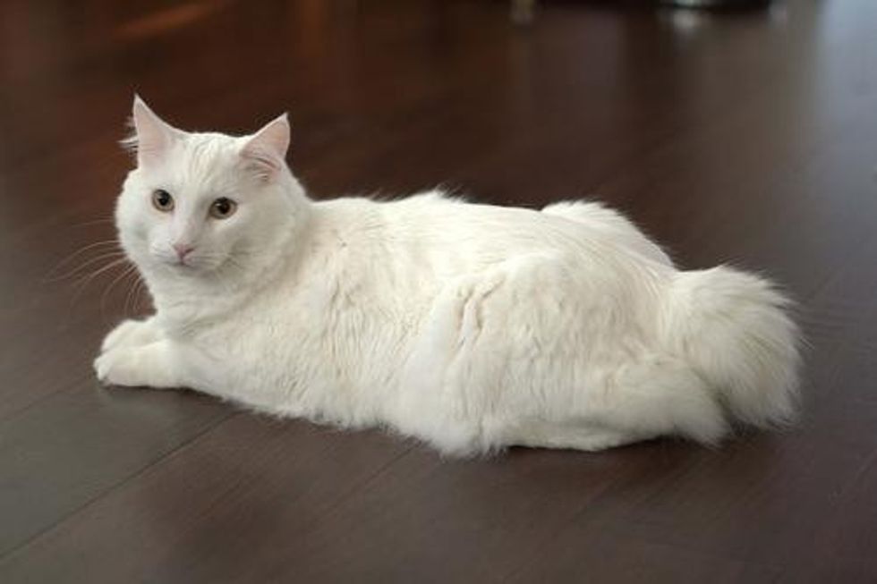 White American Bobtail