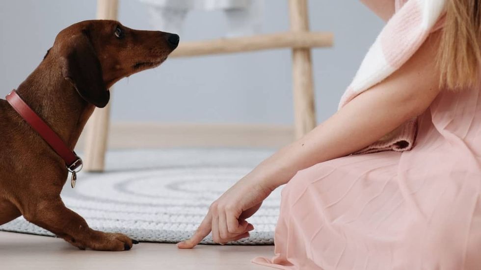 Why Are Dachshunds So Stubborn And Is There A Quick And Simple Way To Train Them