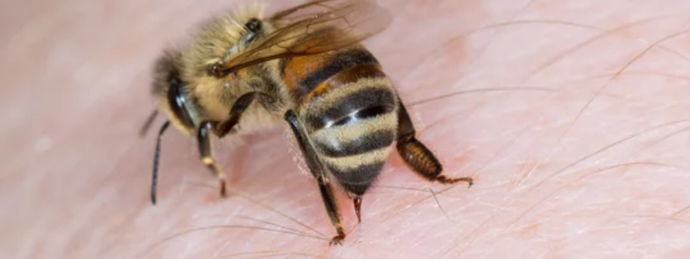 Why Do Bees Die After They Sting