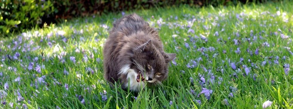 why do cats eat grass