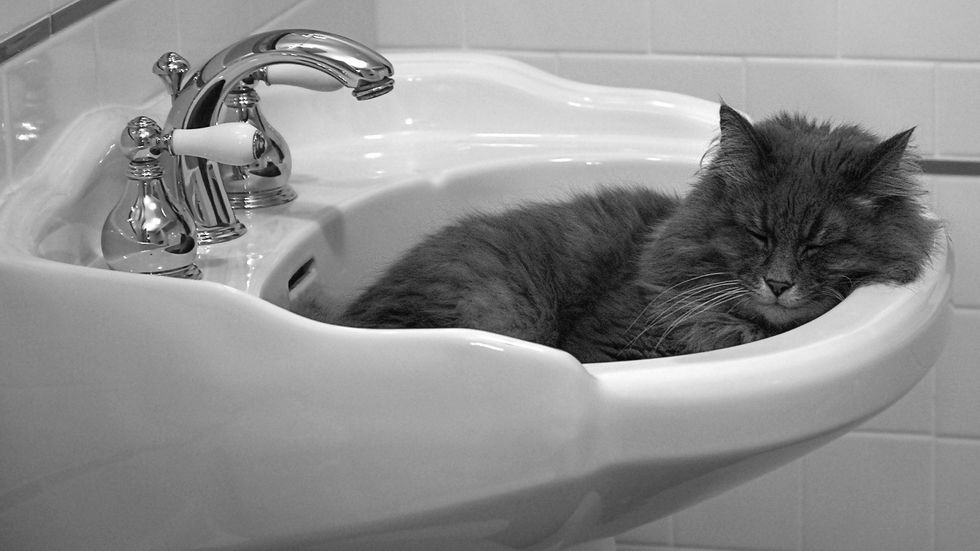 why do cats sleep in the sink
