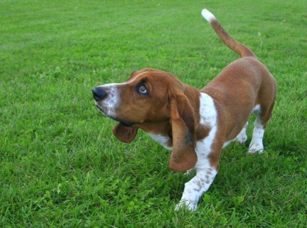 why do dogs wag tail