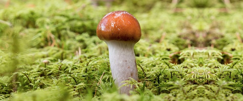 Why Penis Mushroom Shaped