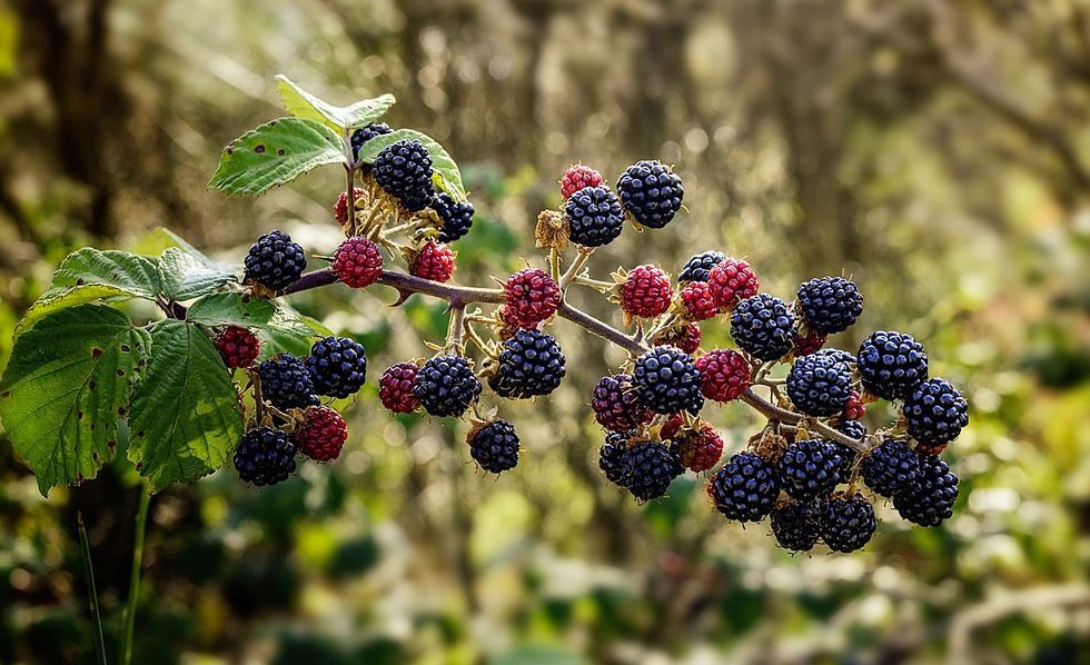wild blackberries