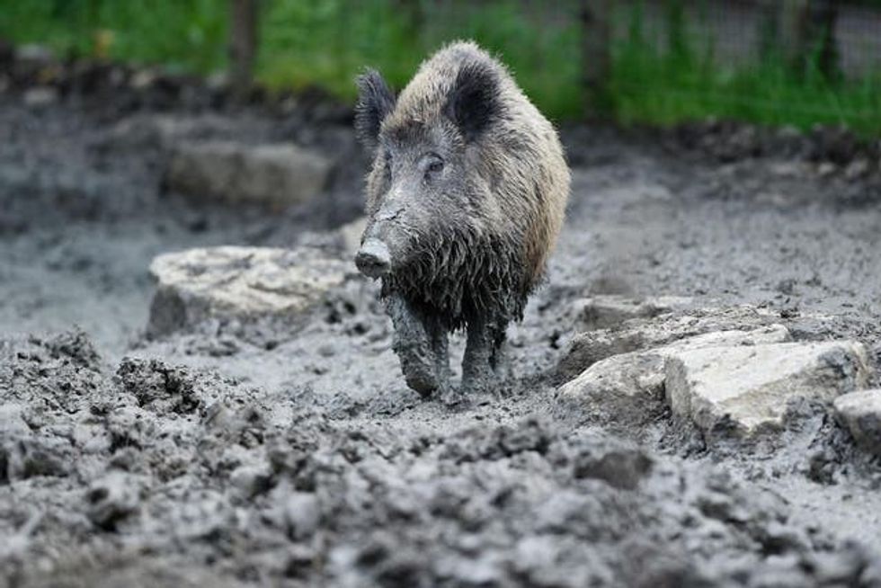 wild boar