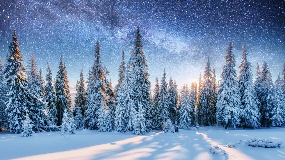 winter forest landscape snow covered trees