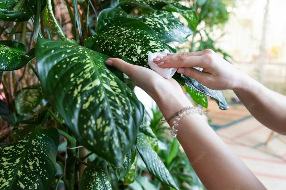 woman gardener hands wiping dust from housepla