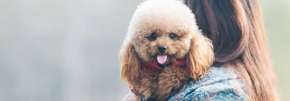 woman holding poodle over shoulder SW