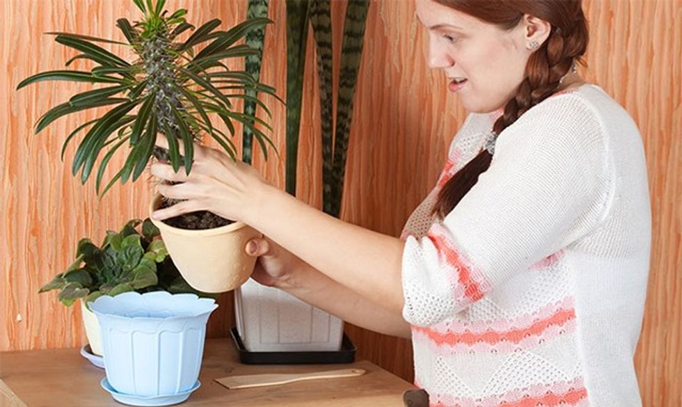 woman-repotting-a-houseplant