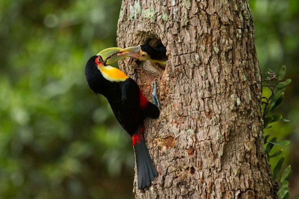 Woodpecker excavated cavity used by Ramphastos dicolorus and an adult provisioning late