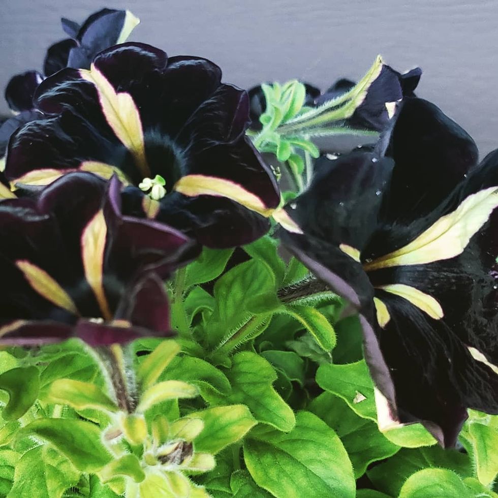 xyroryx 118884307 319911832771441 604222152987368704 n