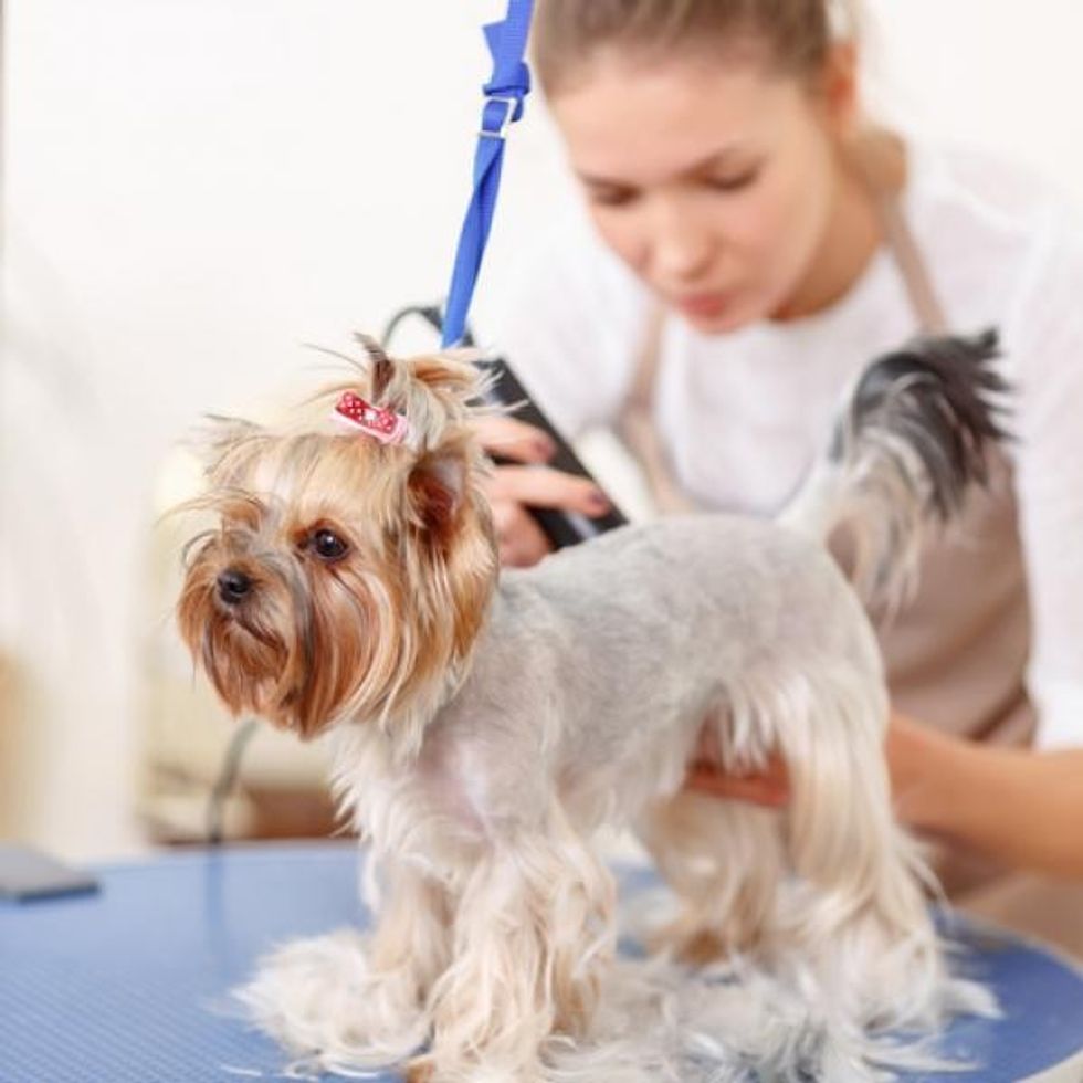 yorkshire terrier being brushed