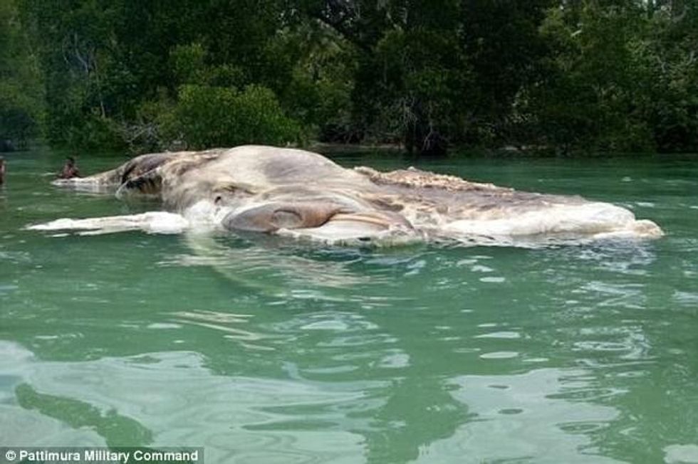 Zbulohet çfarë është krijesa misterioze që u shfaq në bregdet foto 2