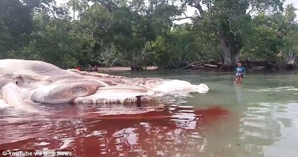 Zbulohet çfarë është krijesa misterioze që u shfaq në bregdet foto 3