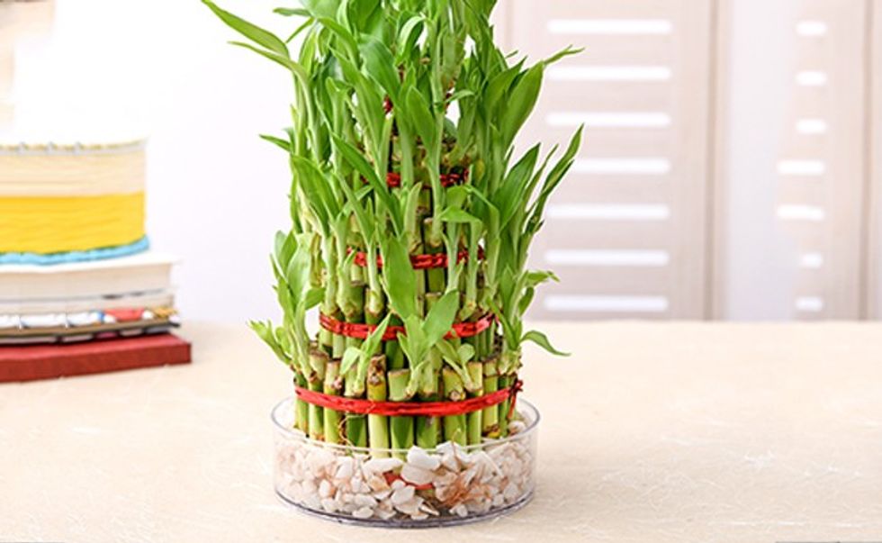 zen interior potted bamboo plant natural interior