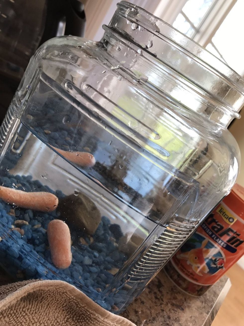 Zëvendësoi peshqit e akuariumit me karota motra ende nuk po e veren ndryshimin foto 2