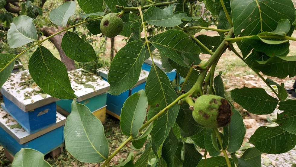 Zhupe Prizren deme ne bujqesi