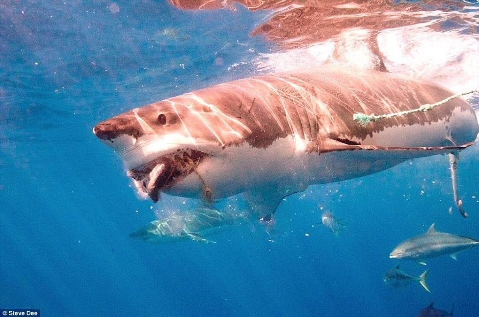 Zhytësi i guximshëm luan me gjallesat e frikshme të ujërave sikur te ishin kafshe te buta foto 2