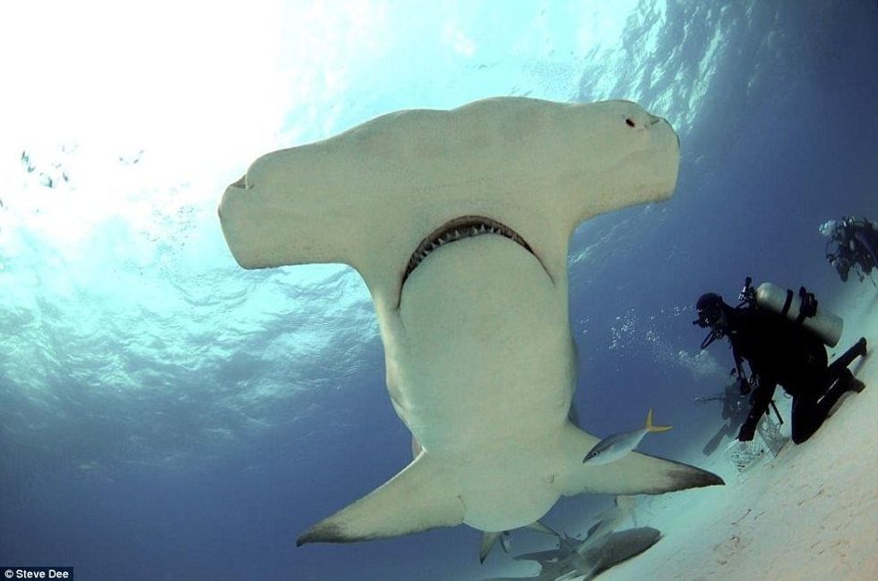 Zhytësi i guximshëm luan me gjallesat e frikshme të ujërave sikur te ishin kafshe te buta foto 3
