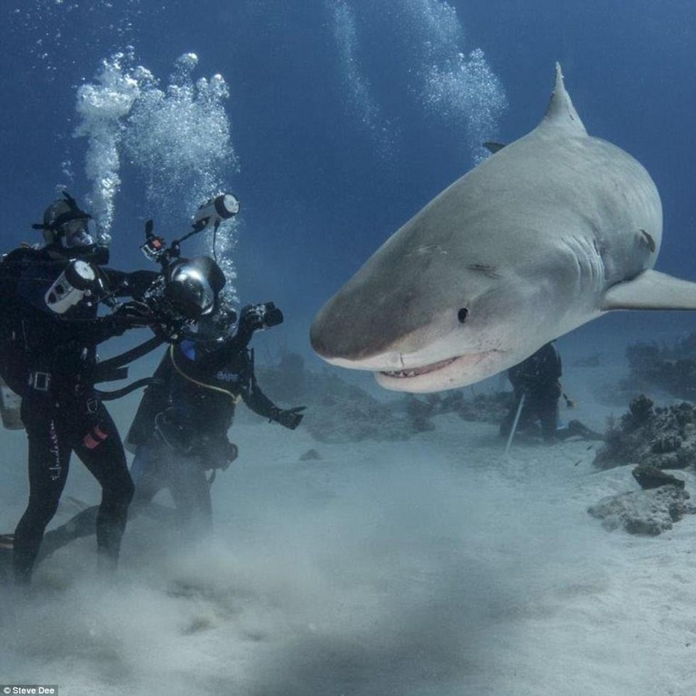 Zhytësi i guximshëm luan me gjallesat e frikshme të ujërave sikur te ishin kafshe te buta foto 4