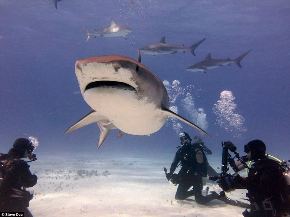 Zhytësi i guximshëm luan me gjallesat e frikshme të ujërave sikur te ishin kafshe te buta foto 5