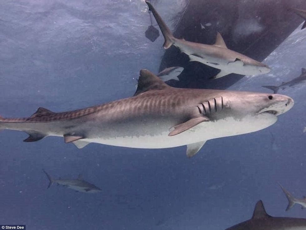 Zhytësi i guximshëm luan me gjallesat e frikshme të ujërave sikur te ishin kafshe te buta foto 6