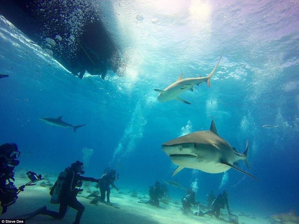 Zhytësi i guximshëm luan me gjallesat e frikshme të ujërave sikur te ishin kafshe te buta foto 7