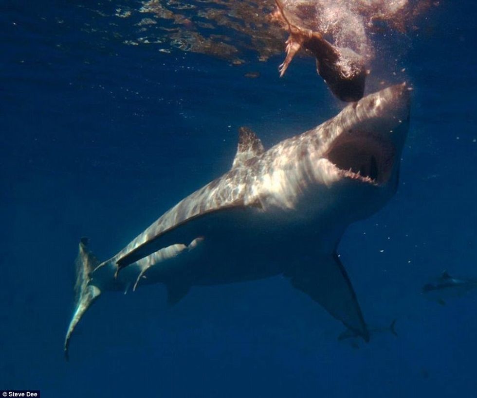 Zhytësi i guximshëm luan me gjallesat e frikshme të ujërave sikur te ishin kafshe te buta foto 8