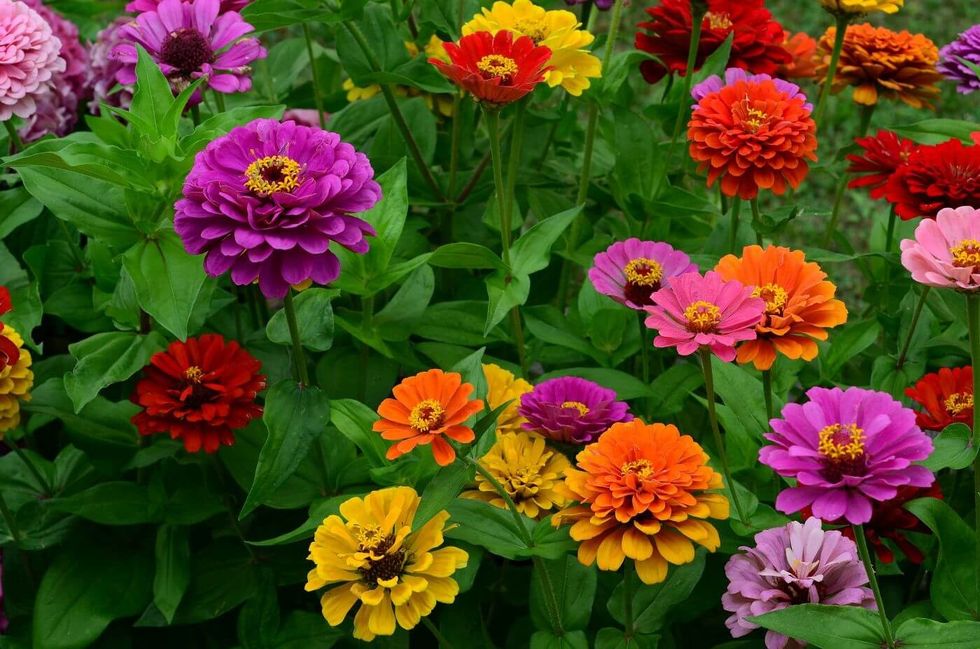 Zinnia Flower Meaning Types and Uses