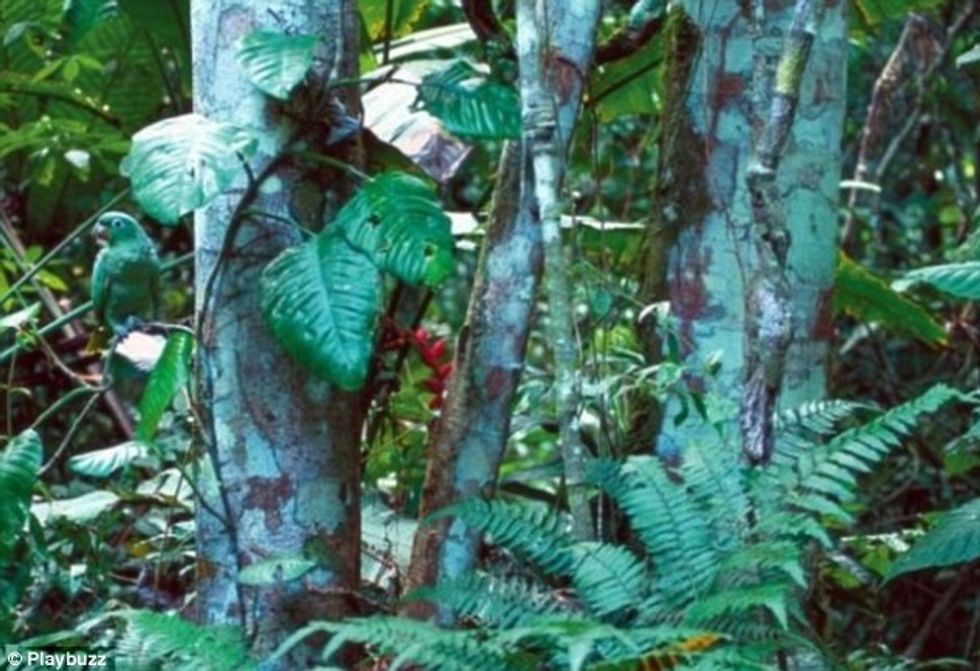 Zogjtë kameleone qe jane mjeshter ne fshehje foto 10