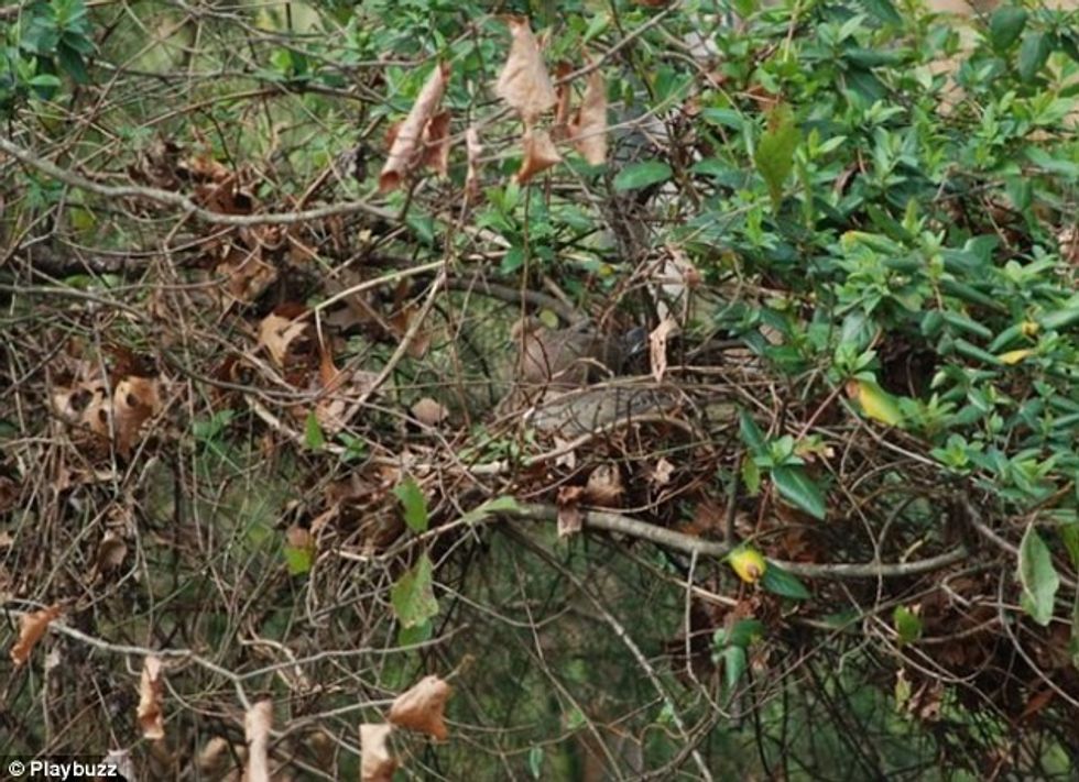 Zogjtë kameleone qe jane mjeshter ne fshehje foto 2