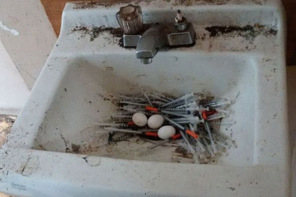 Zogjtë lëshojnë vezët në folenë e ndërtuar nga shiringat e përdoruesve të drogës foto 2