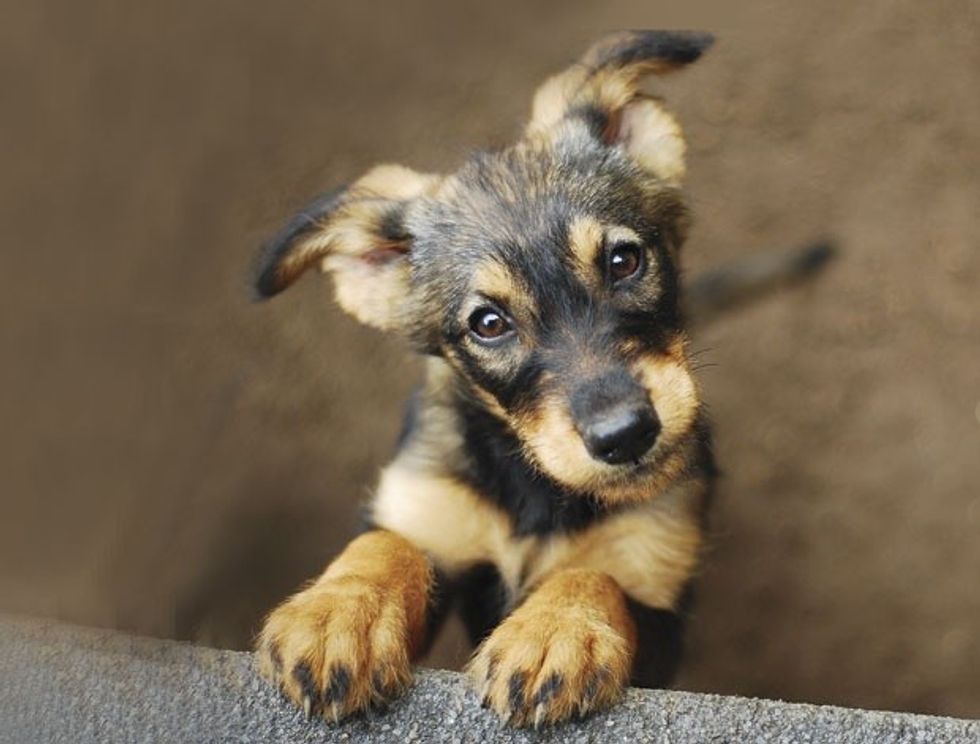 zshutterstock 587562362